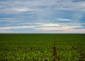 Fazenda articula criação de Fundo Garantidor para aliviar dívidas do agro