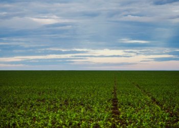 Fazenda articula criação de Fundo Garantidor para aliviar dívidas do agro