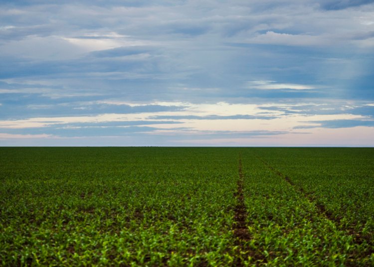 Fazenda articula criação de Fundo Garantidor para aliviar dívidas do agro