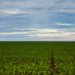 Fazenda articula criação de Fundo Garantidor para aliviar dívidas do agro
