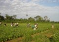 Fundação Bunge abre inscrições para prêmio com foco em agricultura familiar e estresse