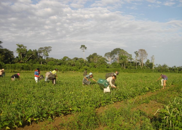 Fundação Bunge abre inscrições para prêmio com foco em agricultura familiar e estresse