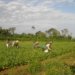 Fundação Bunge abre inscrições para prêmio com foco em agricultura familiar e estresse