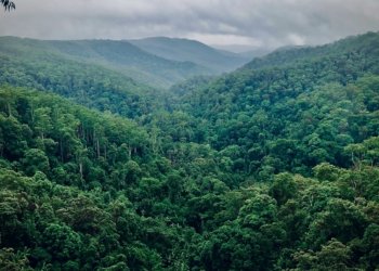 green trees on mountain during daytime