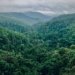 green trees on mountain during daytime