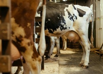 Holstein dairy cows standing indoors in a barn, ready for milking. Captures rural farming life.