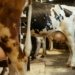 Holstein dairy cows standing indoors in a barn, ready for milking. Captures rural farming life.
