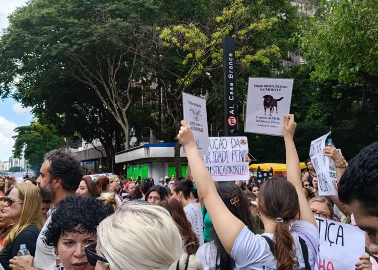 Justiça arquiva caso do cão Orelha após conclusão do Ministério Público