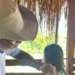 Logística e respeito cultural guiam a vacinação em áreas indígenas remotas