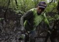 Mercúrio e chumbo: estudo encontra metais em caranguejos-uçá do litoral do Paraná