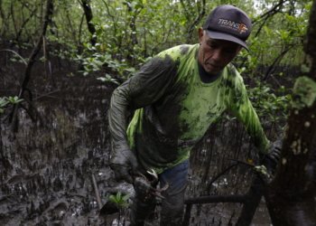 Mercúrio e chumbo: estudo encontra metais em caranguejos-uçá do litoral do Paraná