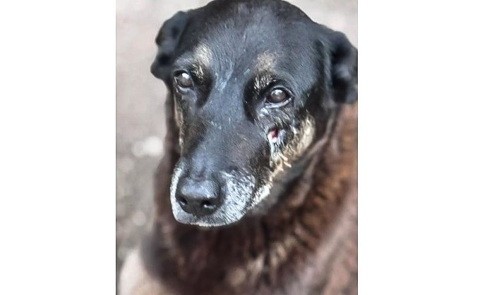 MP-SC conclui que cão Orelha não foi morto por adolescentes e pede arquivamento