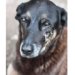 MP-SC conclui que cão Orelha não foi morto por adolescentes e pede arquivamento