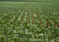Pesquisadores da UFMG criam fertilizante sustentável a partir de resíduos agrícolas