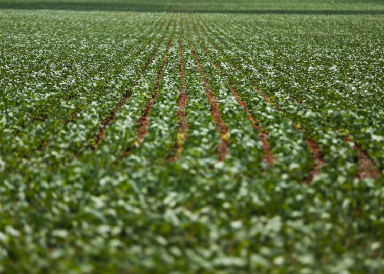 Pesquisadores da UFMG criam fertilizante sustentável a partir de resíduos agrícolas