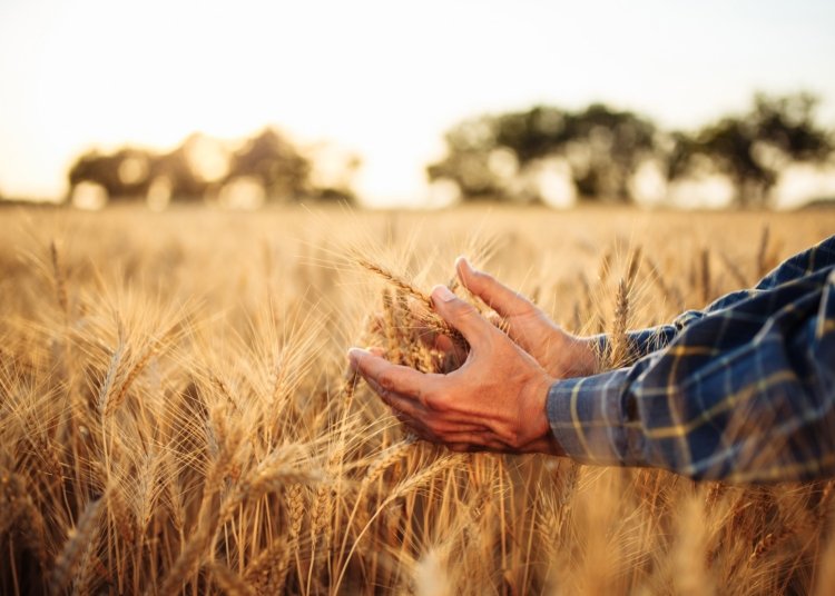 Produção agrícola do Brasil deve alcançar 348,7 milhões de toneladas na safra de 2026