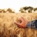 Produção agrícola do Brasil deve alcançar 348,7 milhões de toneladas na safra de 2026