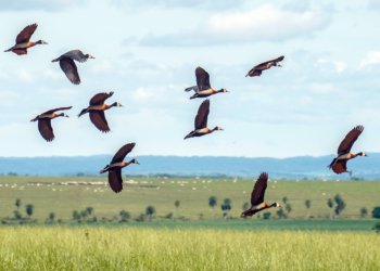 Projeto em Pernambuco traduz o estresse oculto de animais e plantas para melhorar o