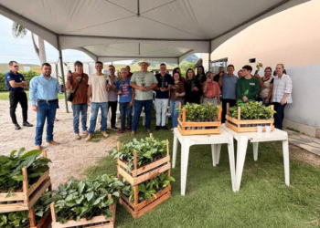Projeto entrega 10 mil mudas de café a produtores de Alfredo Chaves