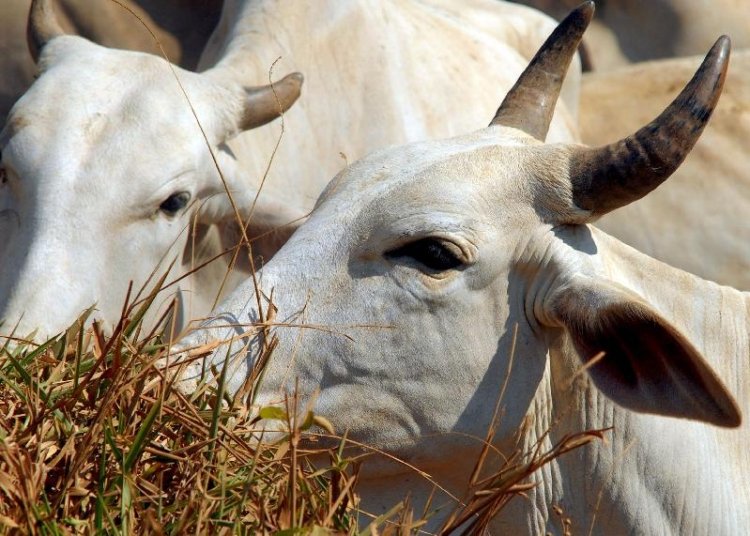 UE tira Brasil da lista de exportadores de carne a partir de 3 de setembro