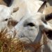 UE tira Brasil da lista de exportadores de carne a partir de 3 de setembro