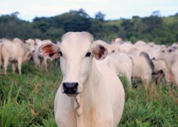 white and gray cattle on green field