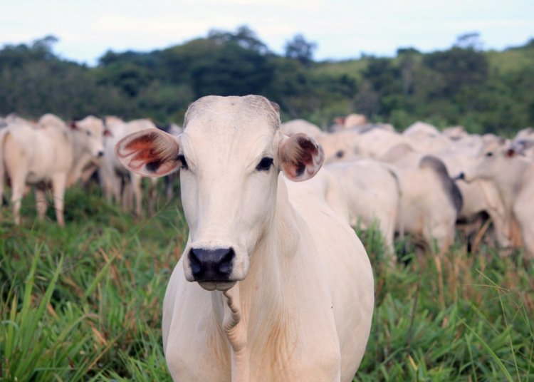 white and gray cattle on green field