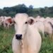 white and gray cattle on green field