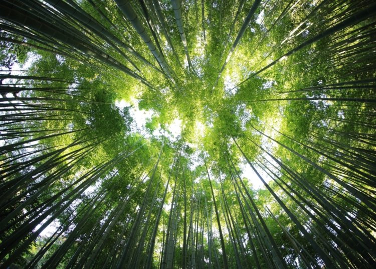 worms eye view of forest during day time