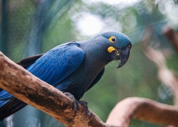 Atualização na lista de fauna ameaçada registra 180 novas espécies sob risco de extinção