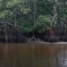 Brasil utiliza manguezais para ampliar captura de carbono azul no enfrentamento ao clima