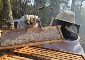 Cadeia produtiva da apicultura ganha fôlego em estudo técnico sobre o norte capixaba