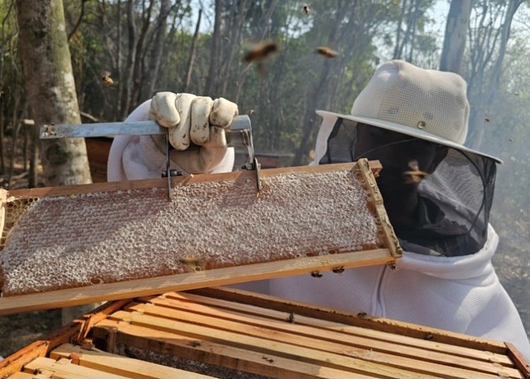 Cadeia produtiva da apicultura ganha fôlego em estudo técnico sobre o norte capixaba