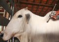 China: Brasil inteiro declarado zona livre de febre aftosa