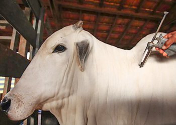 China: Brasil inteiro declarado zona livre de febre aftosa