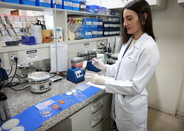 Embrapa desenvolve carne cultivada em laboratório com foco em produção sustentável