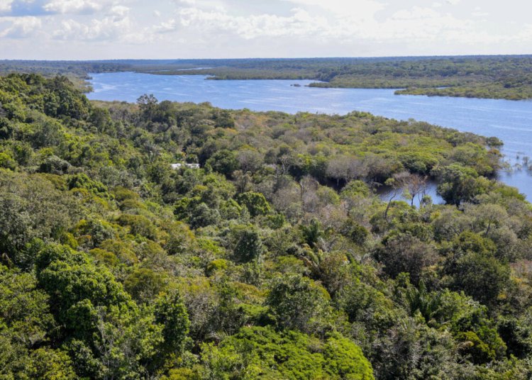 Fundo Amazônia amplia ritmo de aprovações e alcança média de 1,3 bilhão de reais por ano