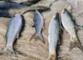 Governo suspende pesca de tainha na modalidade arrasto de praia ao atingir 90 por cento da cota