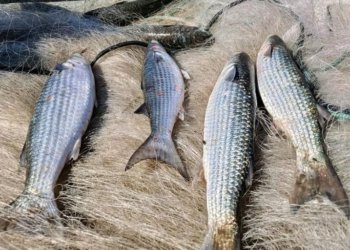 Governo suspende pesca de tainha na modalidade arrasto de praia ao atingir 90 por cento da cota
