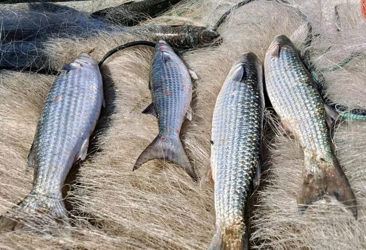 Governo suspende pesca de tainha na modalidade arrasto de praia ao atingir 90 por cento da cota