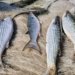 Governo suspende pesca de tainha na modalidade arrasto de praia ao atingir 90 por cento da cota