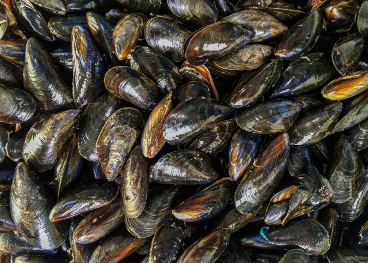Mexilhões na dieta humana podem servir de porta de entrada para microplásticos nos oceanos