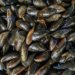 Mexilhões na dieta humana podem servir de porta de entrada para microplásticos nos oceanos