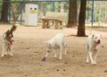 Nova lei pune exercício ilegal da medicina veterinária com pena de detenção de até 2 anos