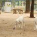 Nova lei pune exercício ilegal da medicina veterinária com pena de detenção de até 2 anos