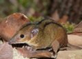 Pesquisadores identificam nova espécie de marsupial no Rio de Janeiro com 1,78 milhão de anos