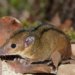 Pesquisadores identificam nova espécie de marsupial no Rio de Janeiro com 1,78 milhão de anos