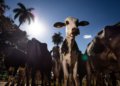 União Europeia oficializa bloqueio à importação de carne e mel do território brasileiro