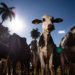 União Europeia oficializa bloqueio à importação de carne e mel do território brasileiro
