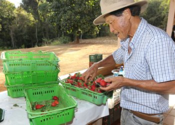 Agricultura familiar receberá R$ 220 milhões para modernizar produção no campo